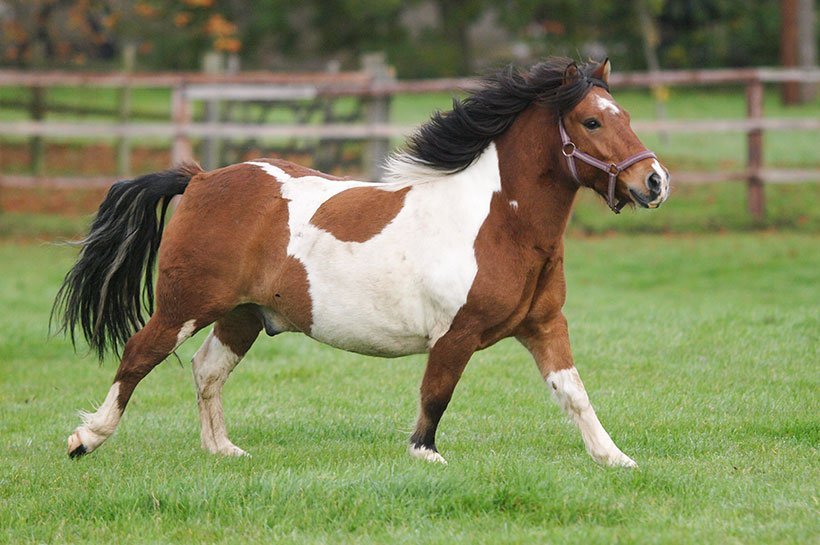 Bild eines Pferdes mit zu hohem Body Condition Score