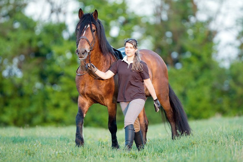 Pferd mit hohem Gewicht beim Training an der Hand in der Natur