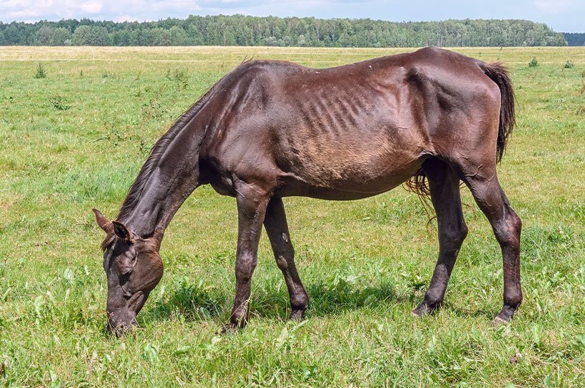 Sehr dünnes Pferd frisst auf der Wiese