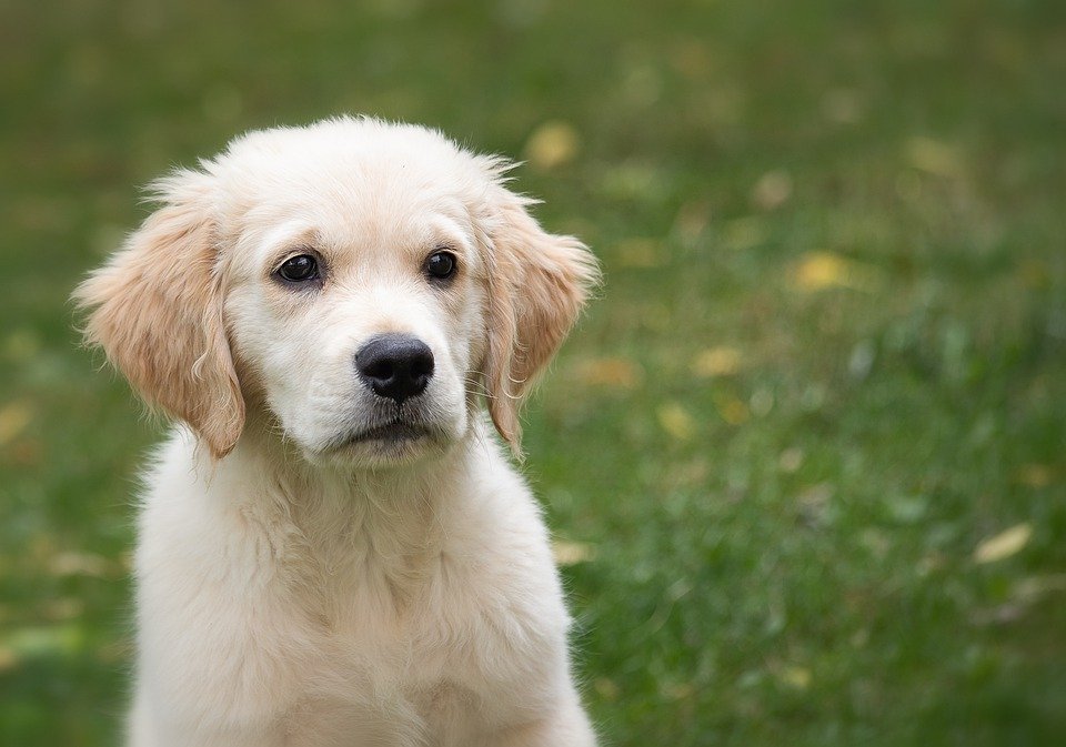 Hund schaut in Kamera