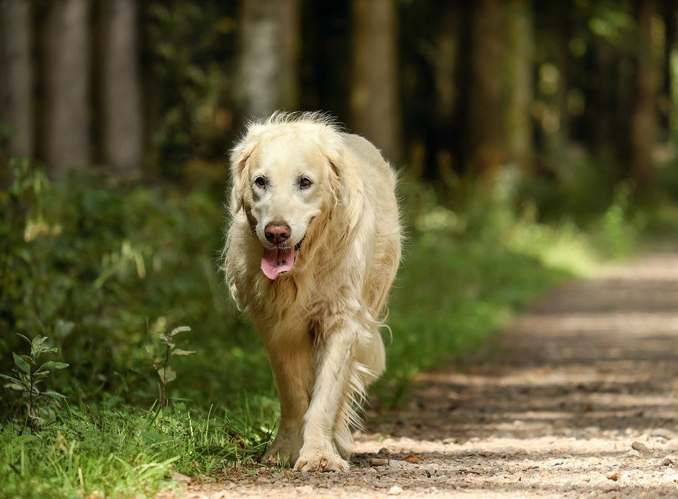 Ihr Hund Frisst Nicht Das Können Sie Tun