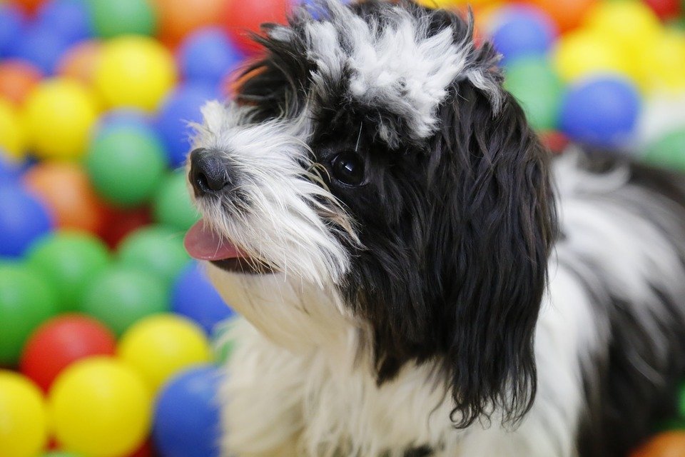 Besuch In Der Hundeschule Was Sollten Sie Dazu Wissen