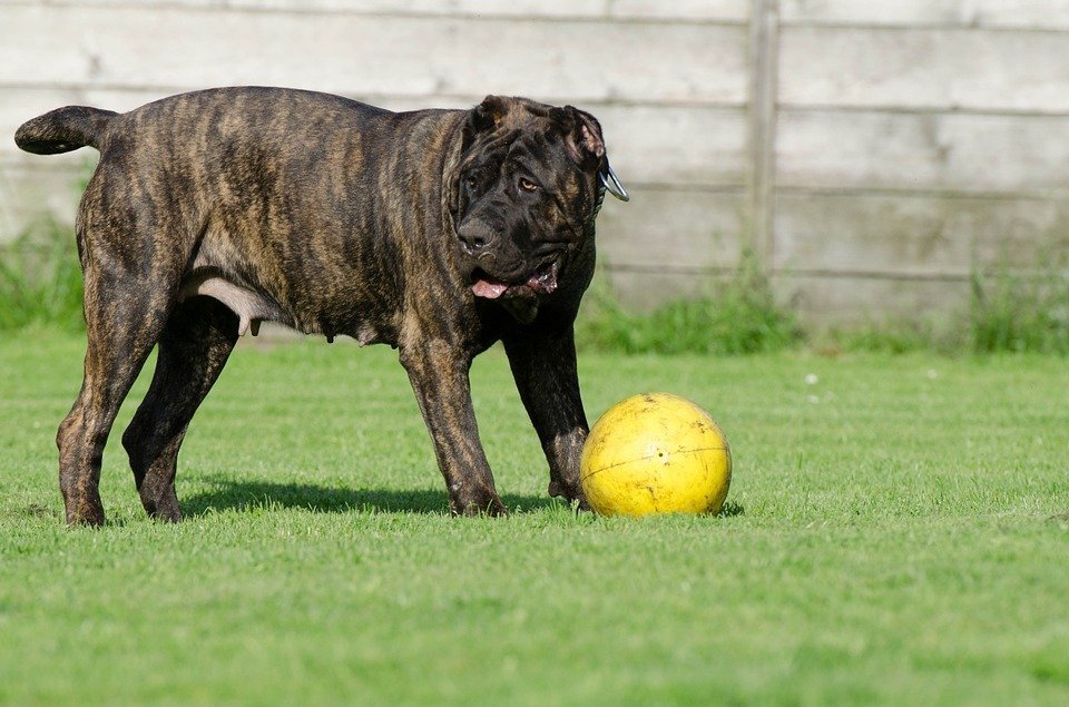 Besuch in der Hundeschule Was sollten Sie dazu wissen?