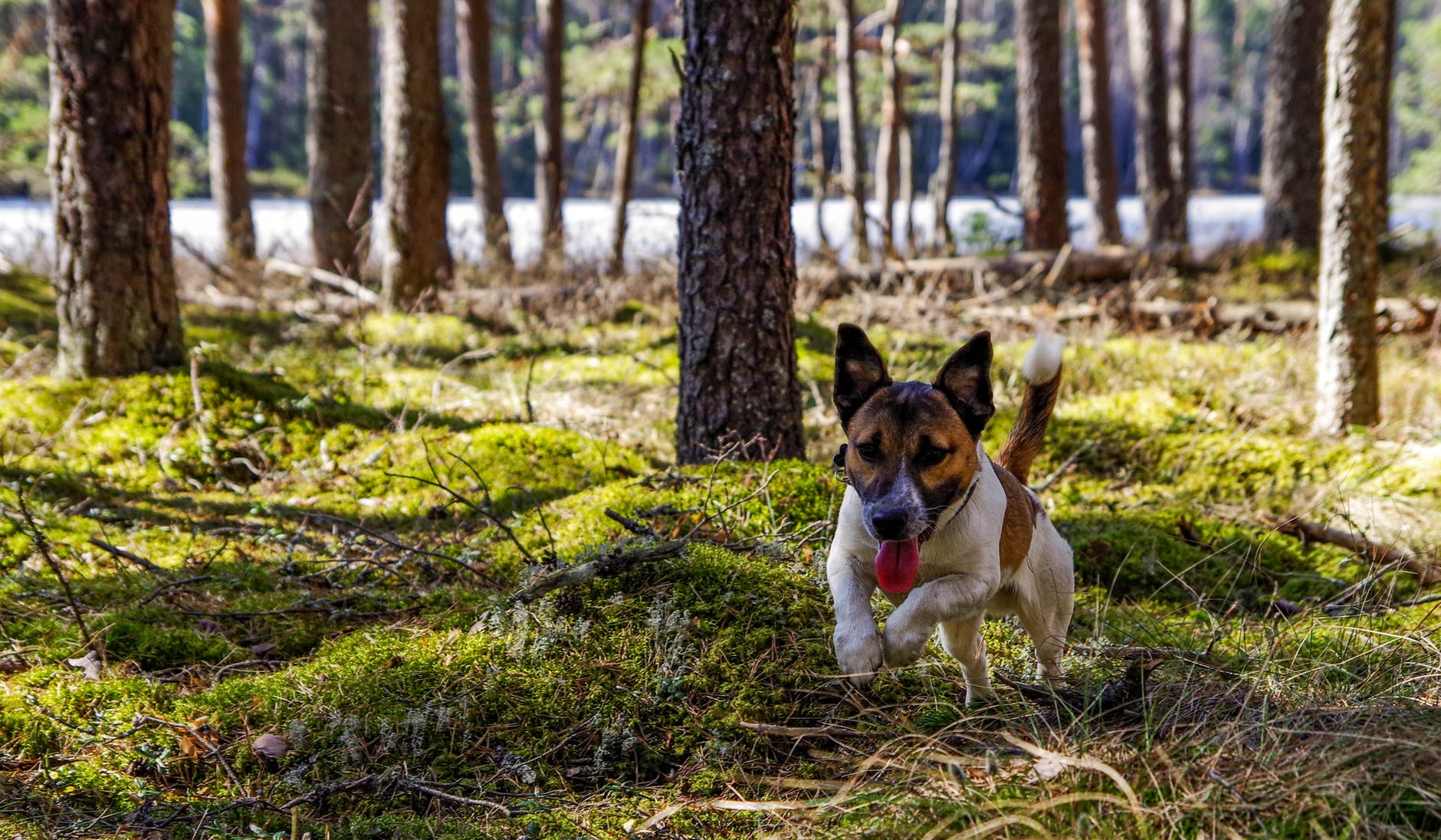 Nass- oder Trockenfutter - HunD3