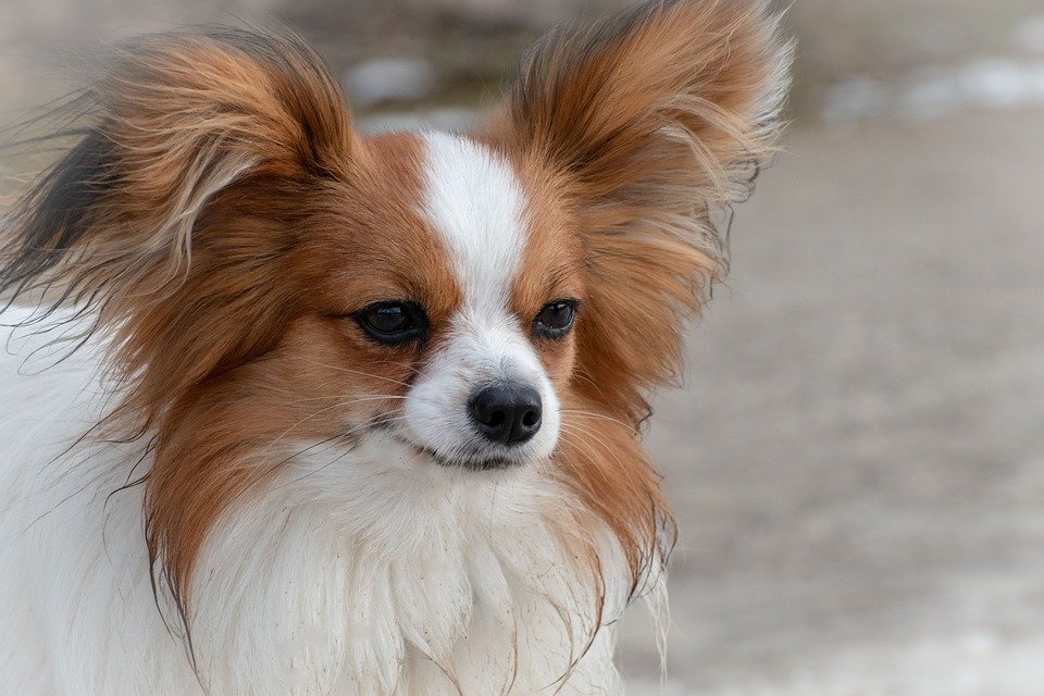 Ihr Hund Frisst Nicht Das Können Sie Tun