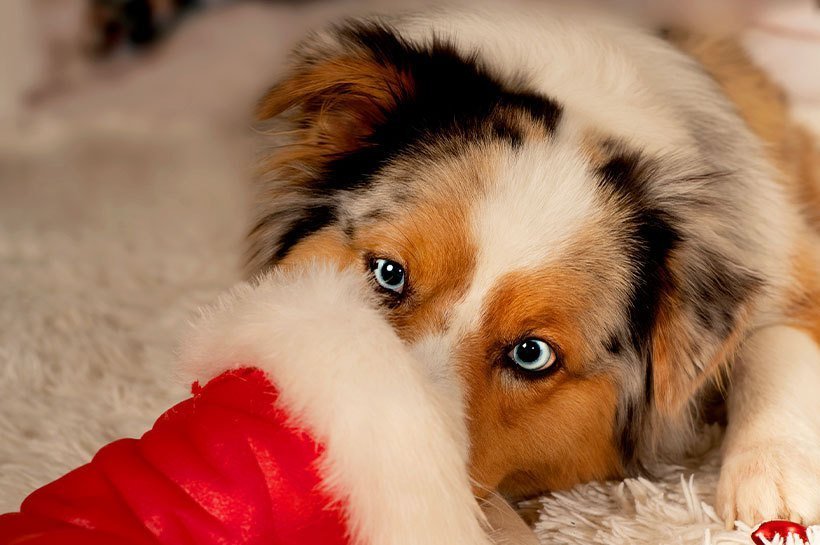 Ein Hund hält seine Nase in eine Nikolausmütze und sucht nach leckeren Hundesnacks