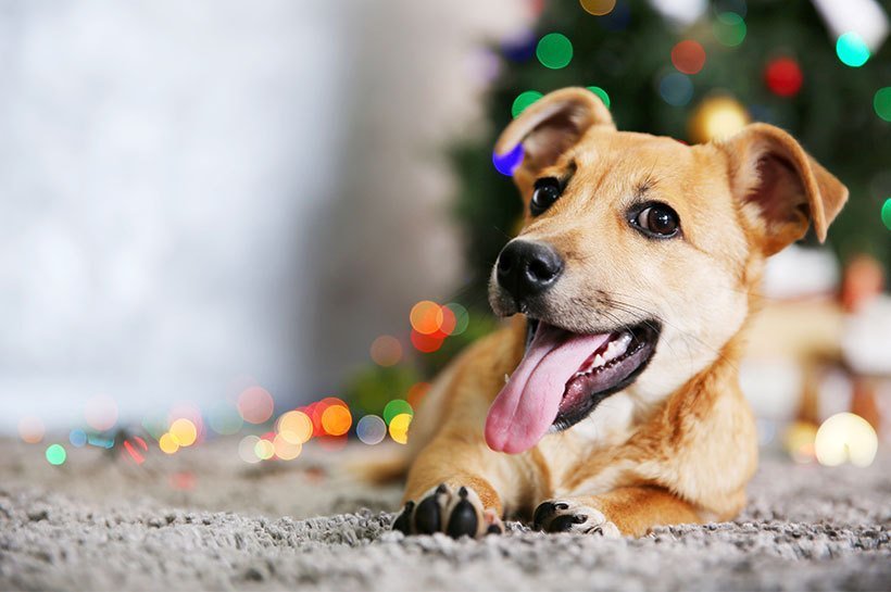 Ein Hund liegt entspannt auf einem Teppich vor einem bunten Weihnachtsbaum 