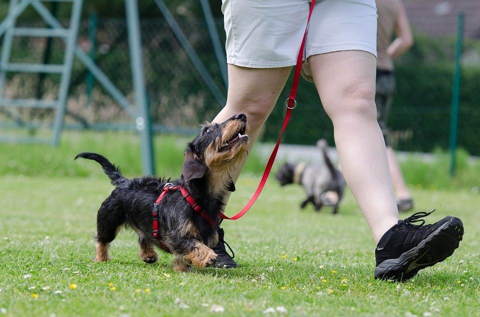 Besuch In Der Hundeschule Was Sollten Sie Dazu Wissen