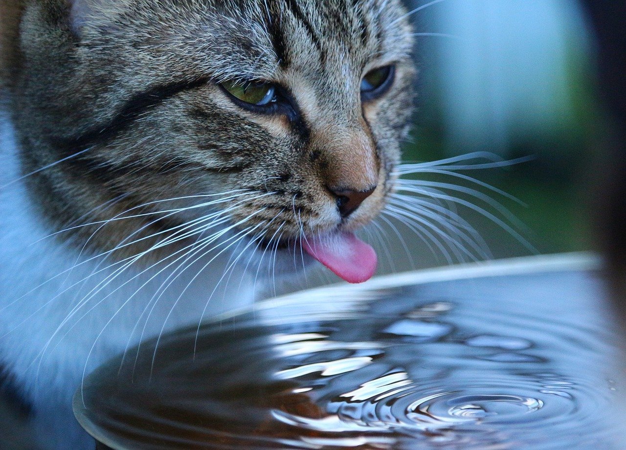 Trinkende Katze