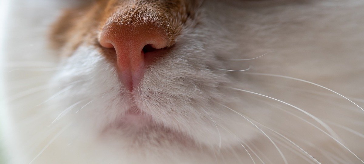 Chronischer Schnupfen Katze