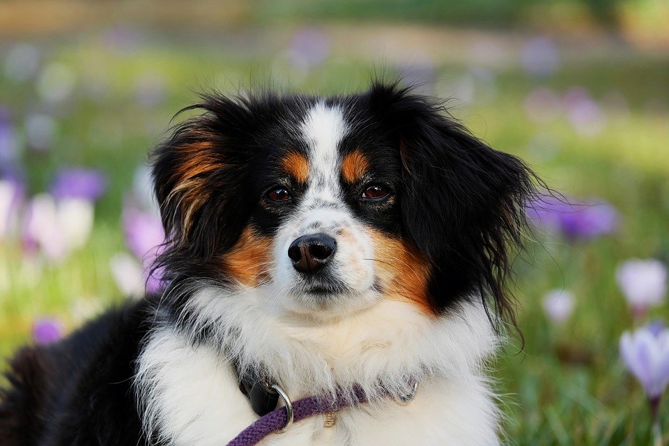 Krallen schneiden bei Hunden Tipps und Anleitung