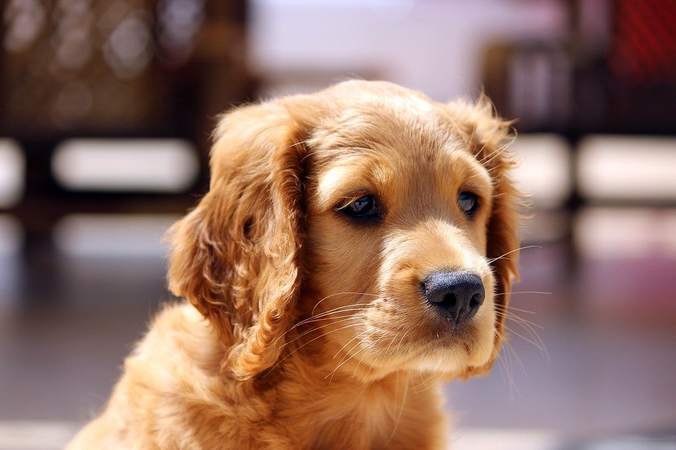 Krallen schneiden bei Hunden Tipps und Anleitung