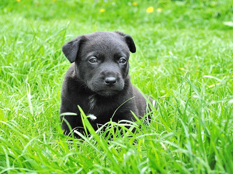 Welpenfutter Die Richtige Ernahrung Fur Junge Hunde