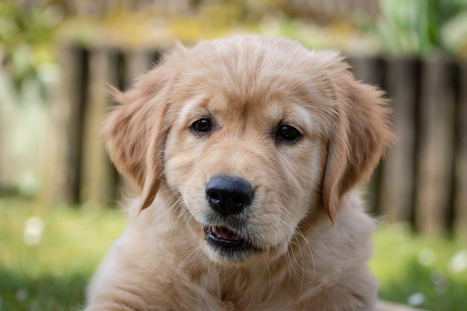 Welpenfutter Die Richtige Ernahrung Fur Junge Hunde