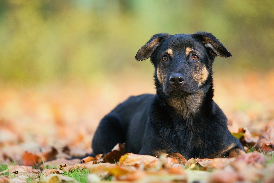Welpenfutter Die Richtige Ernahrung Fur Junge Hunde