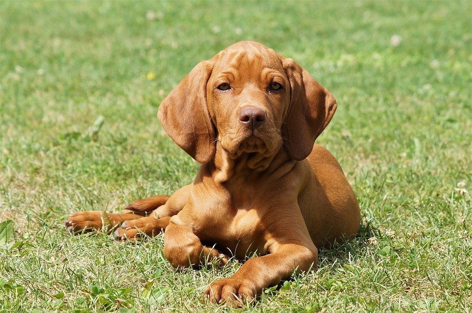 Welpenfutter Die Richtige Ernahrung Fur Junge Hunde