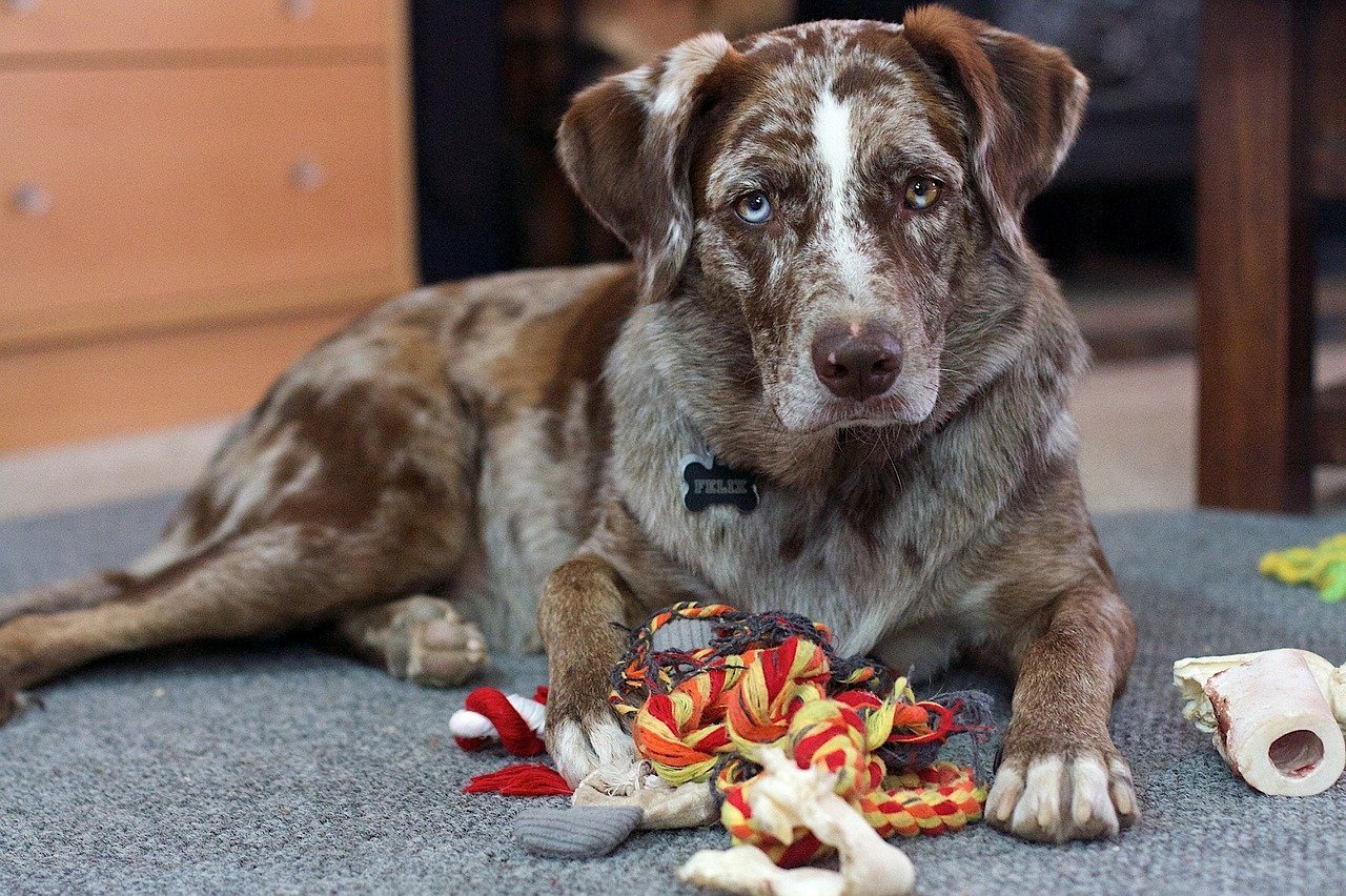 Retriever-Mix sitzt vor verstörtem Spielzeug