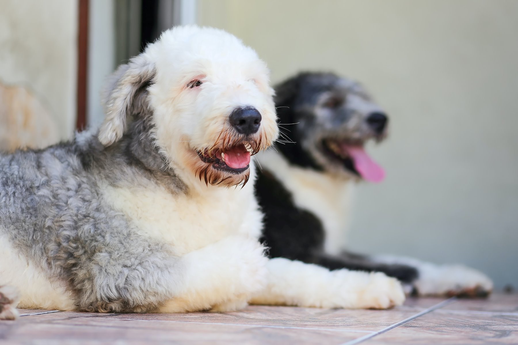 Zwei Hunde liegen nebeneinander