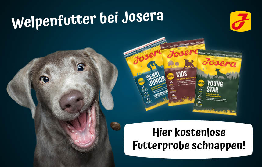 Kostenlose Futterprobe für Welpen bestellen