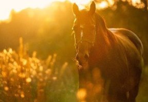 Grünlippmuschel pferd - Alle Auswahl unter allen analysierten Grünlippmuschel pferd