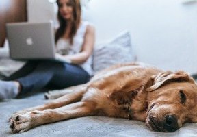 Hund im Homeoffice