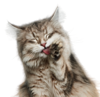 Katze