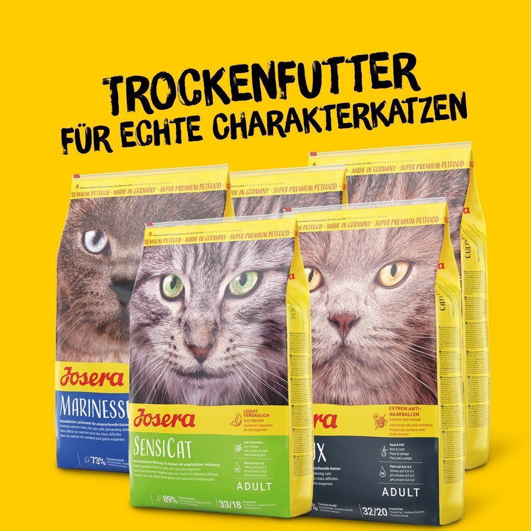 Charakterkatzen
