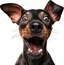 Hund