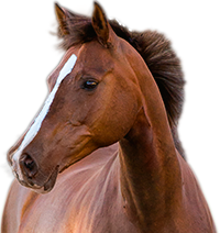 Pferd