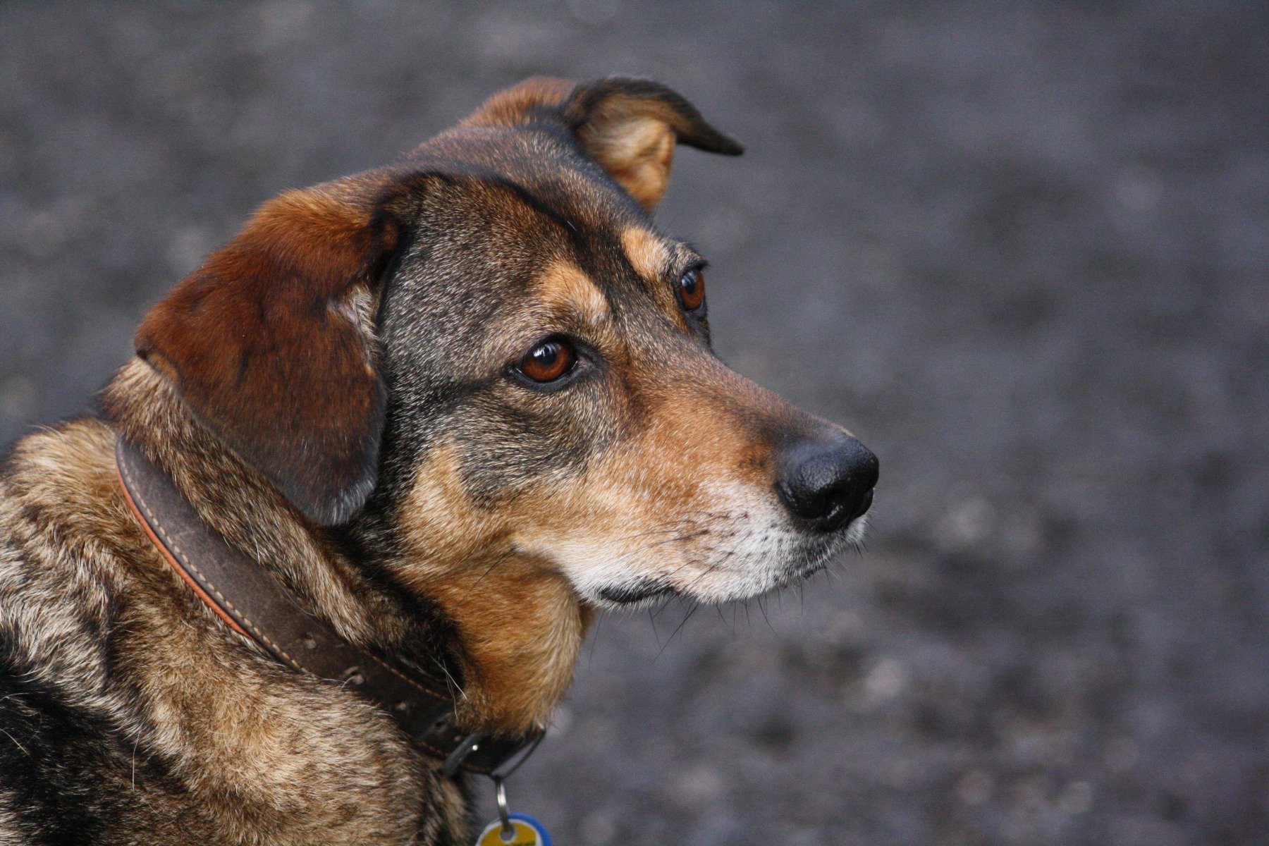 Ohrenentzündung beim Hund 5 hilfreiche Tipps für Ihren Vierbeiner