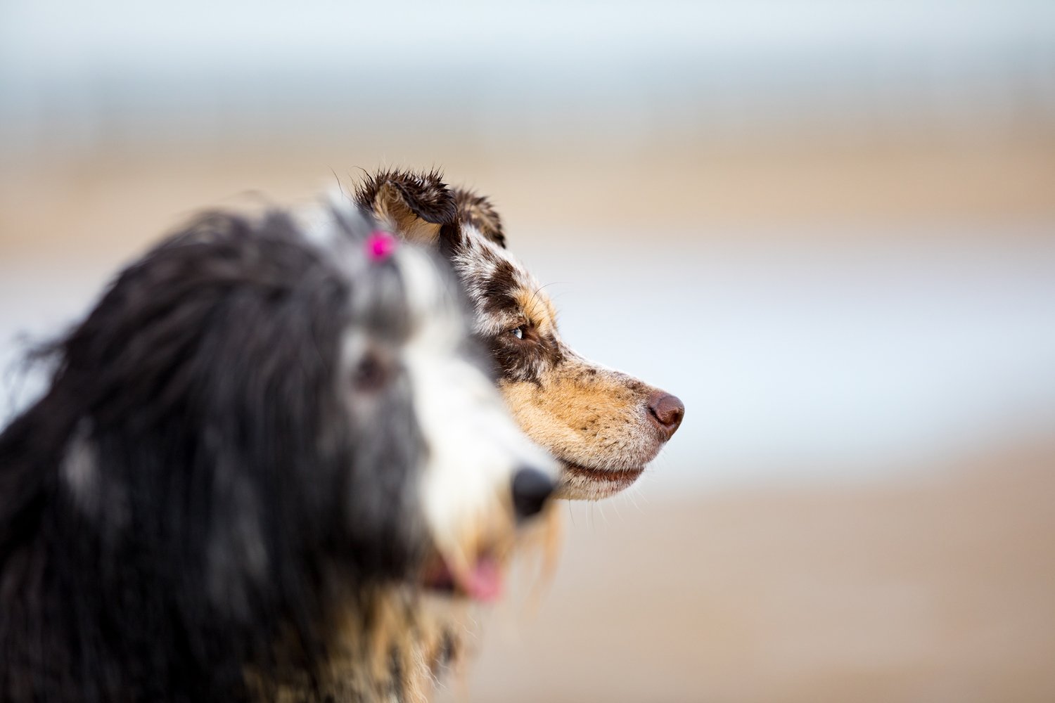 Zwei Hunde am Strand