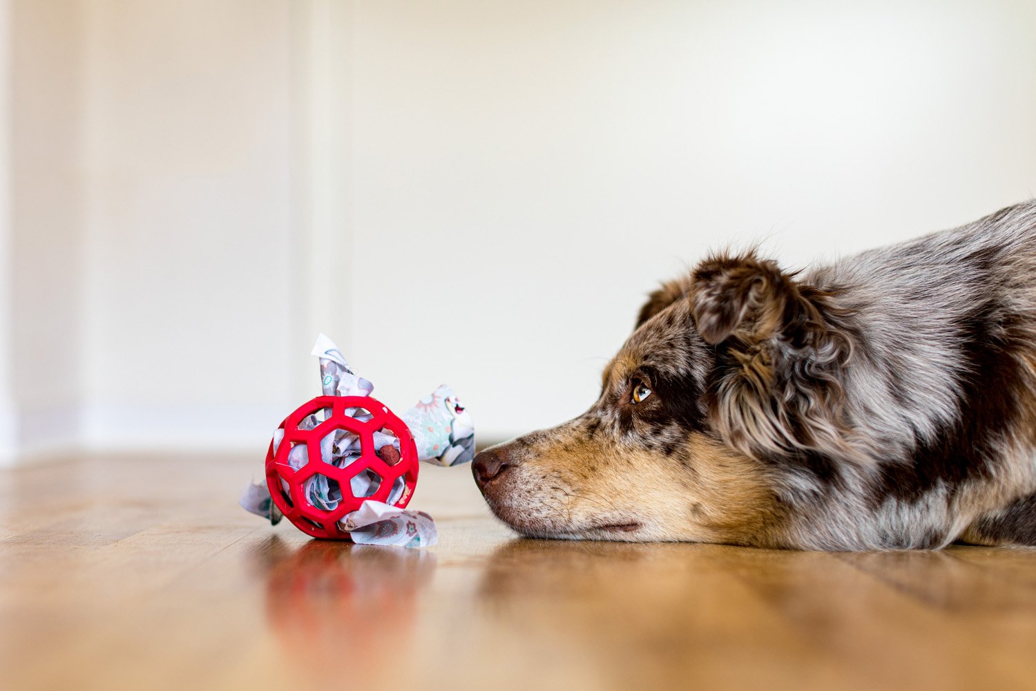 Hund mit einem Gitterball