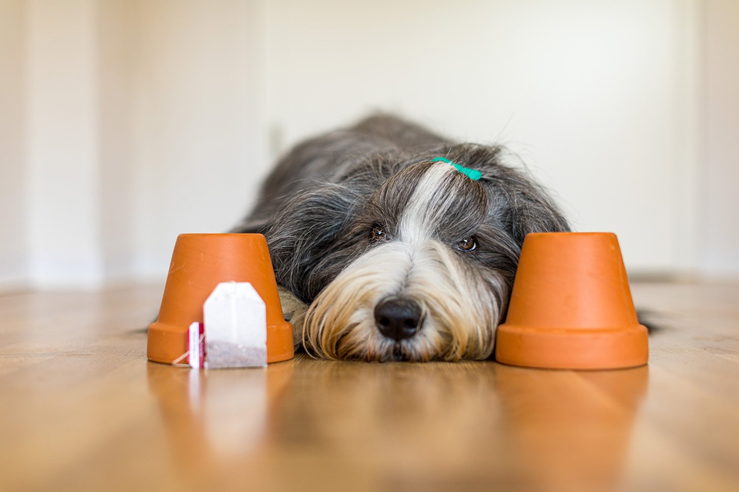 Hund mit zwei Blumentöpfen zum Teebeutelsuchen