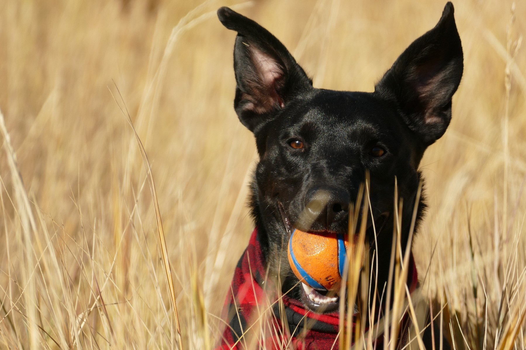 Haarausfall Bei Hunden