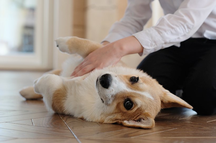 Hund liegt auf dem Boden auf der Seite und wird von seinem Herrchen am Bauch untersucht.
