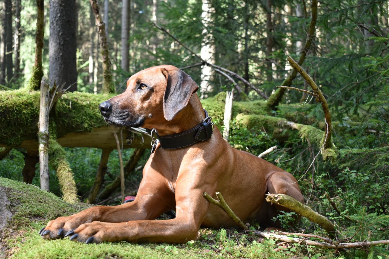 Hund im Wald