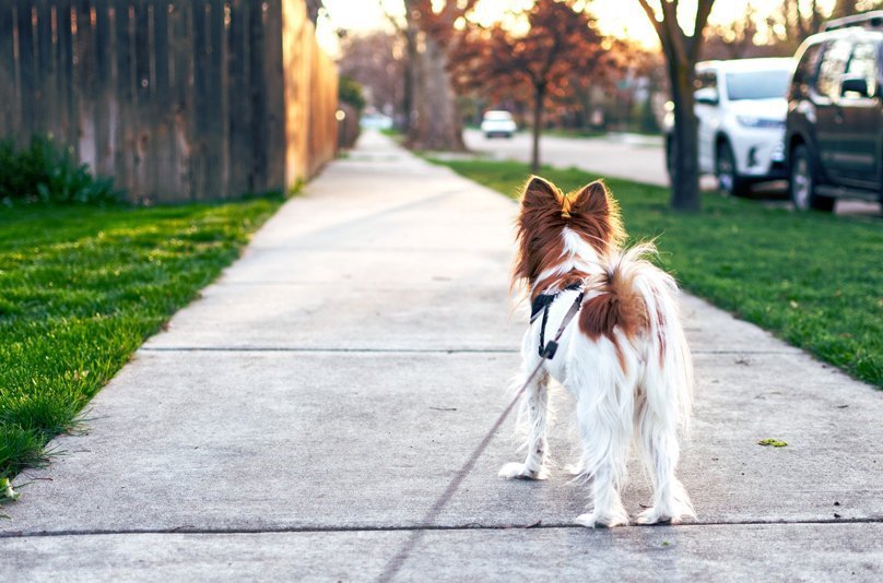 Hund-Gassigehen