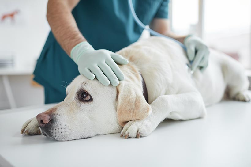 Ein heller Labrador Hund liegt auf dem Behandlungstisch in einer Tierarztpraxis und wird von einem Tierarzt mit türkisnem Kittel und blauen Einweghandschuhen am Herz abgehört.