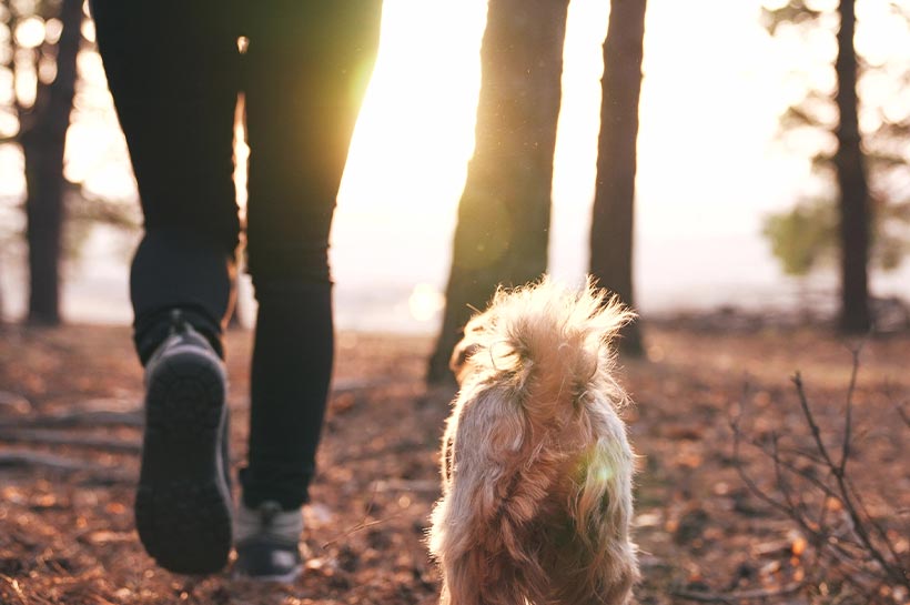  Rückansicht eines kleinen Hundes, der mit seinem Herrchen durch einen Herbstwald läuft. 