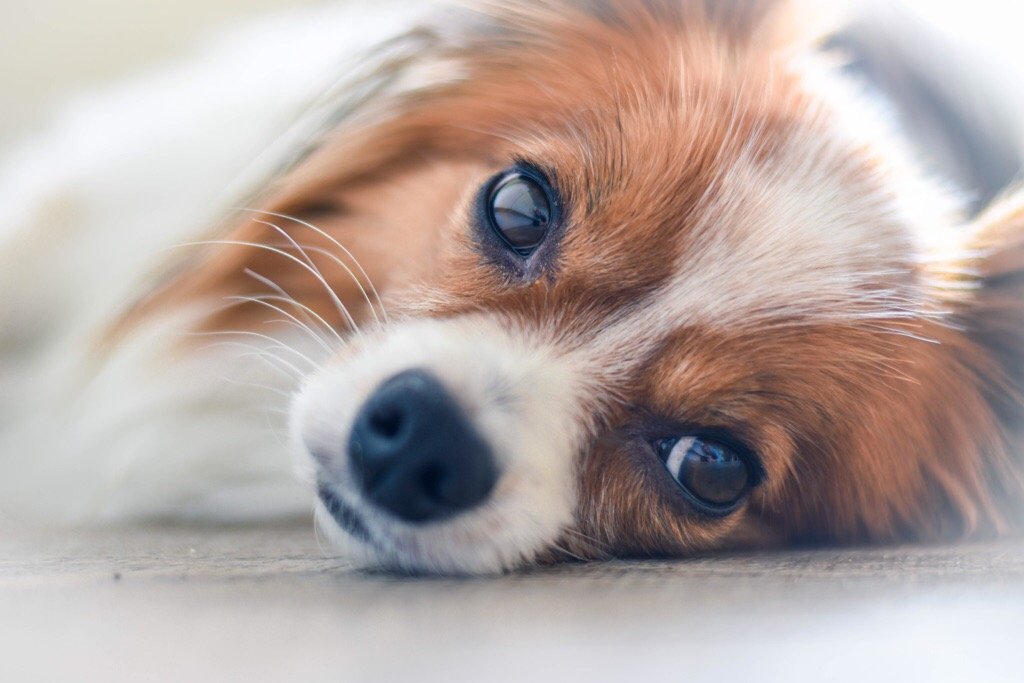 Ihr Hund Frisst Nicht Das Können Sie Tun