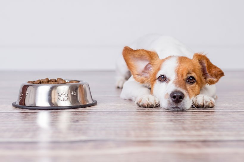 Hund liegt neben seinem vollen Futternapf mit Hundefutter