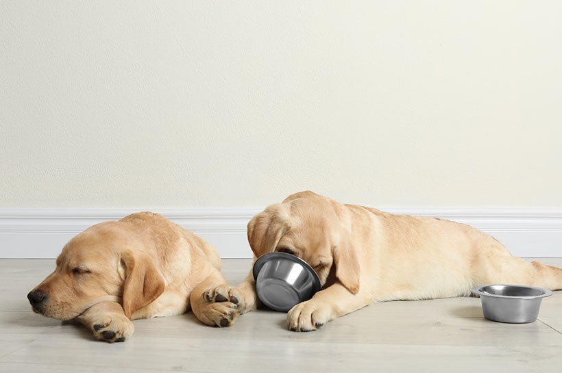 zwei Labrador Welpen liegen müde vor ihrem Napf