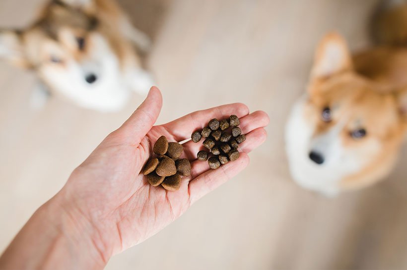 Hand mit verschiedenen Sorten Leckerlis