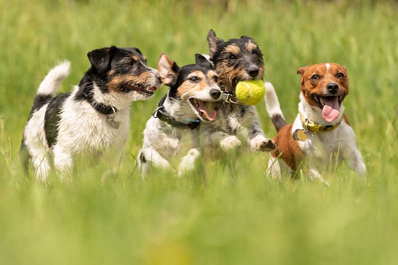 Hunde spielen auf einer Wiese Ball
