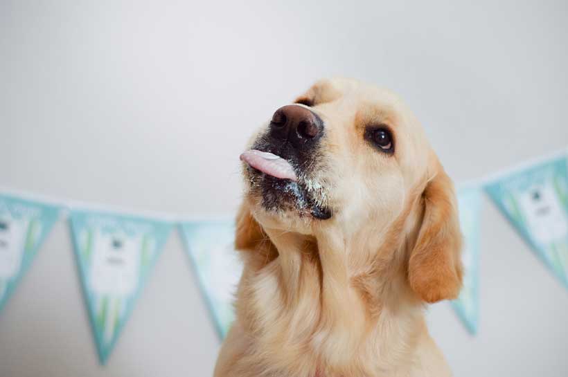 Hund auf einer Party streckt seine Zunge heraus und sitzt vor einer Partywimpelgirlande