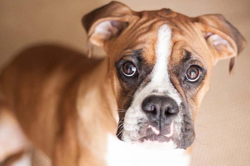 Gestromter Boxer liegt auf Wiese und schaut nach rechts