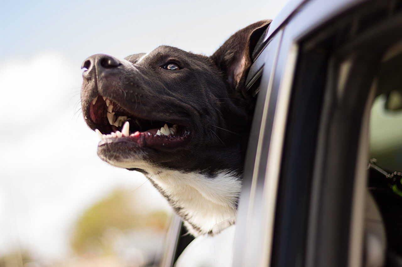 Hund fährt im Auto und hält den Kopf aus dem Fenster