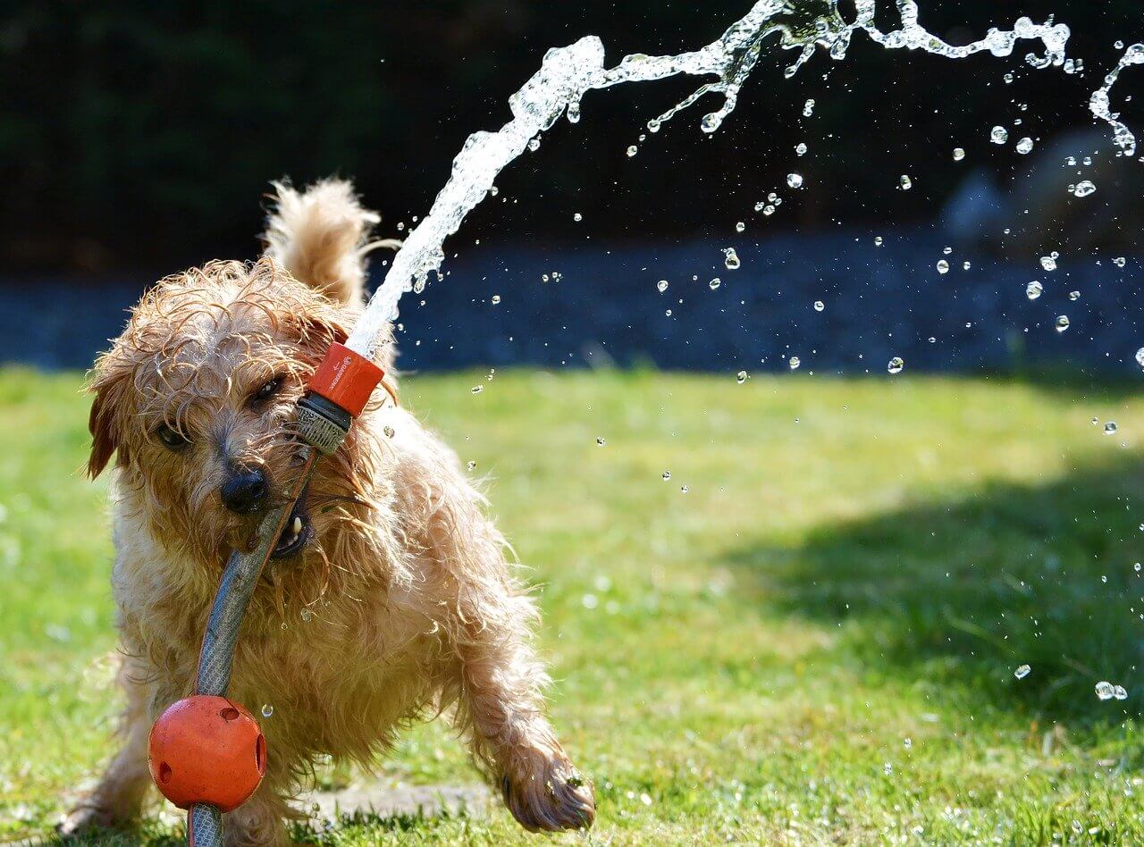 Terrier spielt mit Wasserschlauch