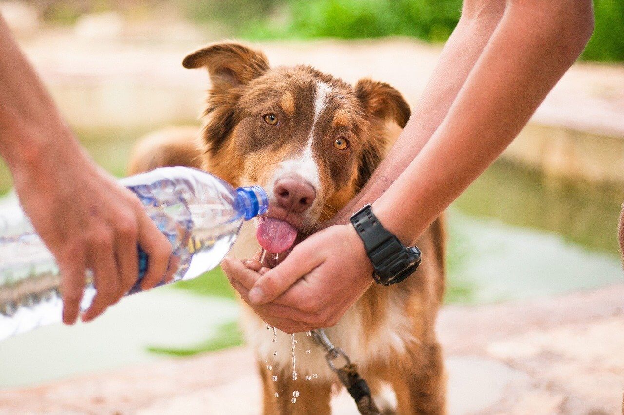 Australien Shepherd trinkt Wasser aus der Hand