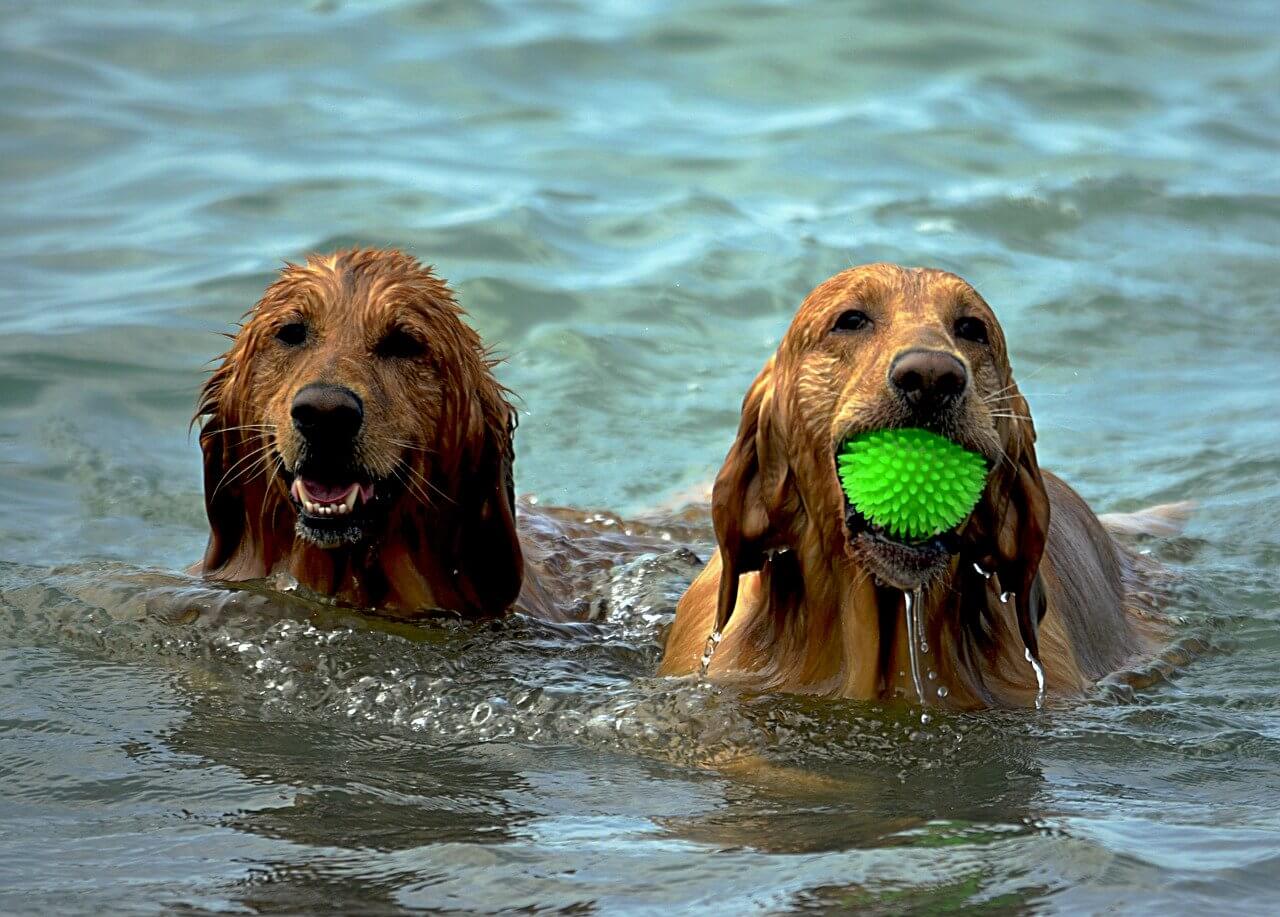 Hunde schwimmen im Sommer im See und apportieren einen Ball